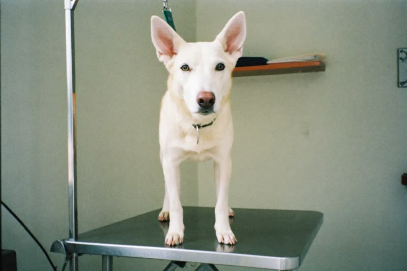 A dog standing calmly on a grooming table