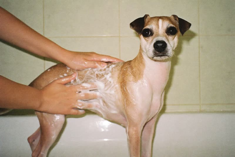 A small dog being washed, hands only in frame