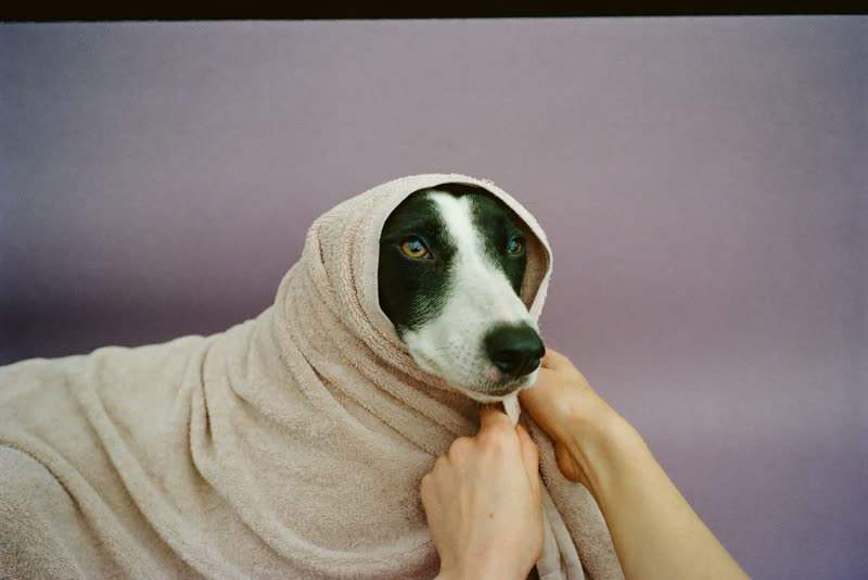 A dog wrapped in a towel after its groom