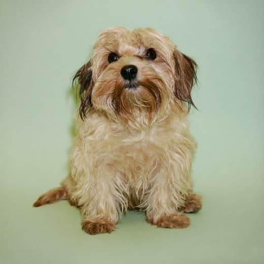 A small terrier freshly bathed