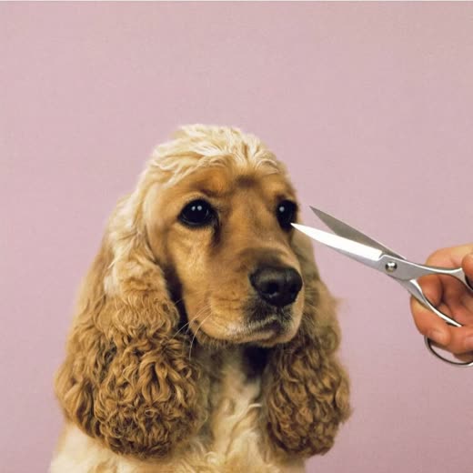 A spaniel with a freshly scissored coat
