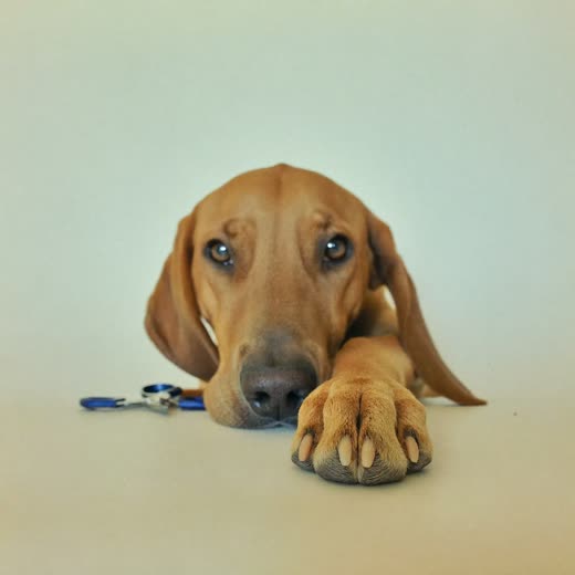 A dog's paw with freshly trimmed nails