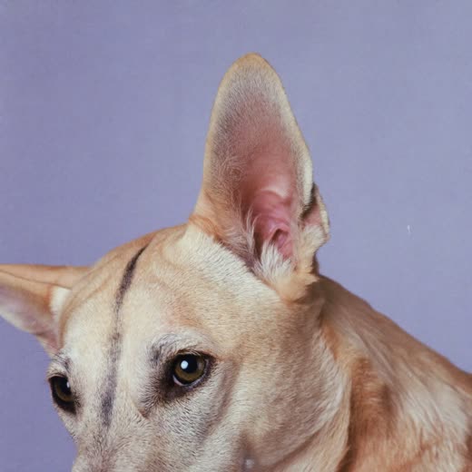 A dog's clean, tidied ear and eye area