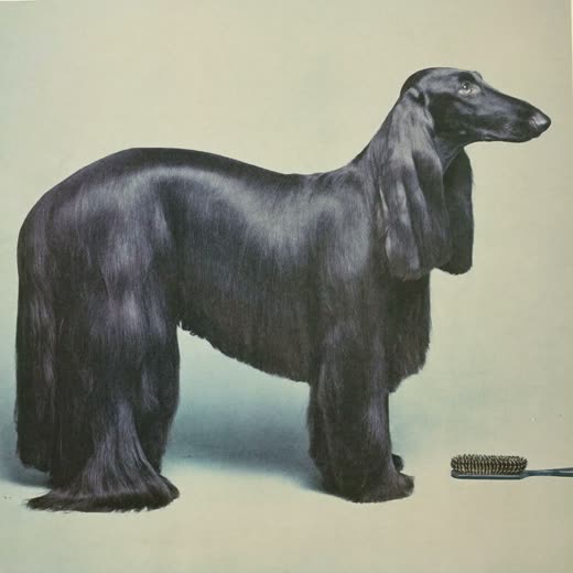 A long-haired dog with a brushed-out coat